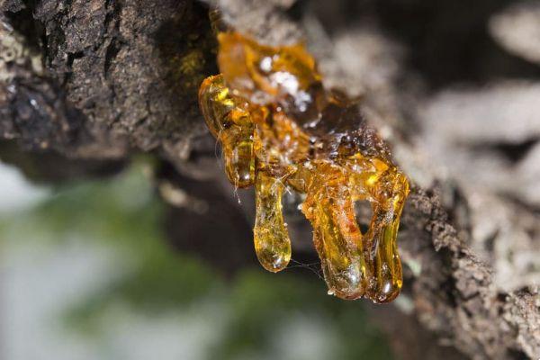 Amber: A great ally for energetic health!