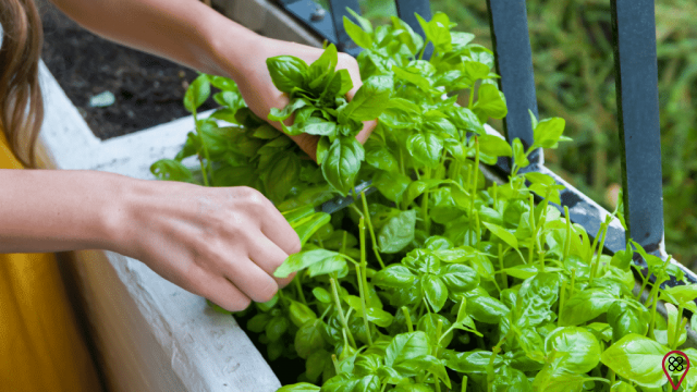 How to make a vegetable garden at home? Learn everything from planting to storage!