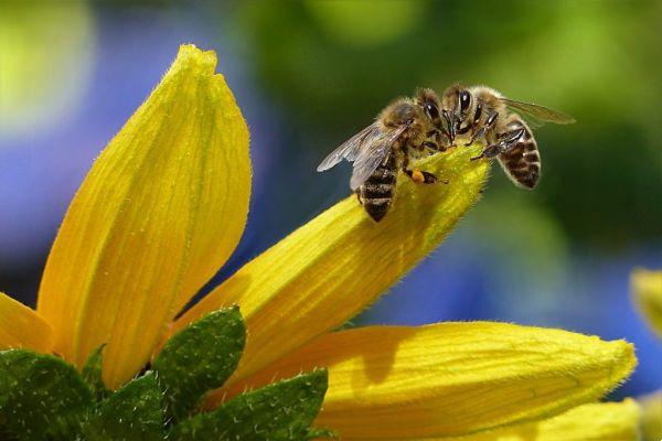 el encantador de abejas