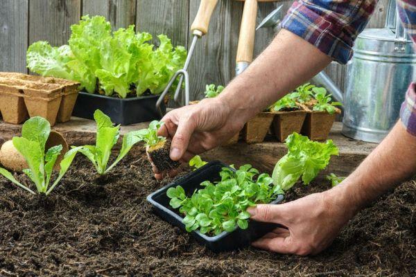 Having a garden at home is now easier!