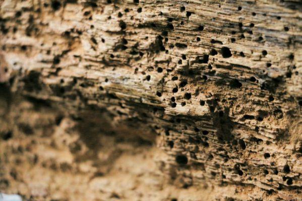 Eliminar las termitas de forma natural: soluciones caseras, prácticas y económicas