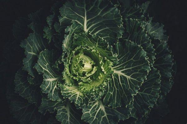 Kale: descarta Alzheimer, Parkinson y más