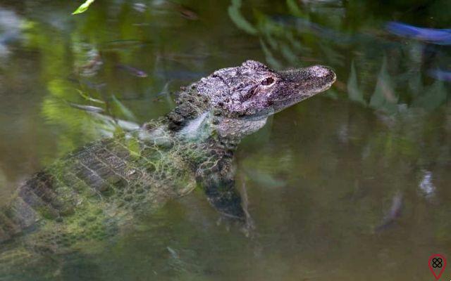 Dream about an alligator in the water