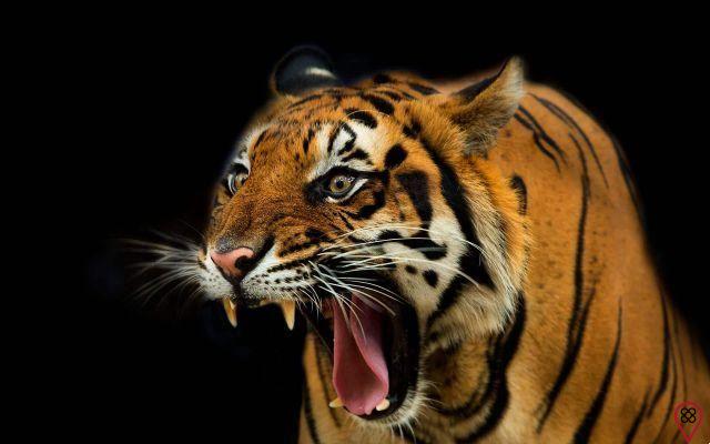 Rêver d'un tigre qui attaque