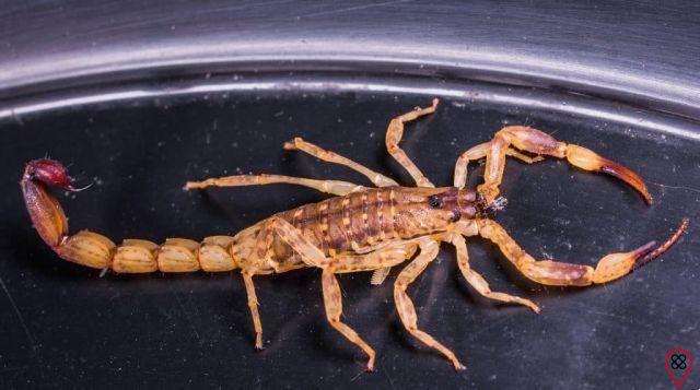 Discover the meaning of dreaming about scorpion