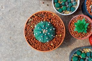 How to care for succulent plants
