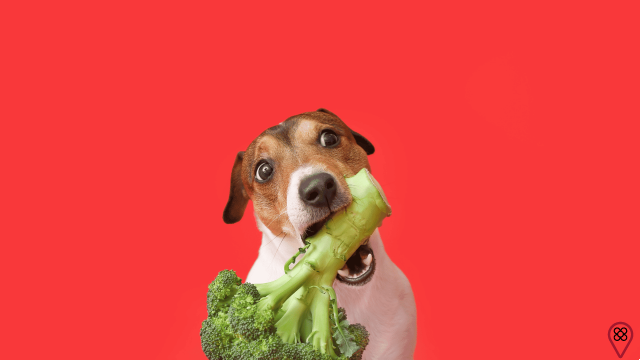 Benefits of preparing natural food for your dog