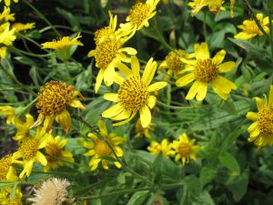 Arnica: what is it for?