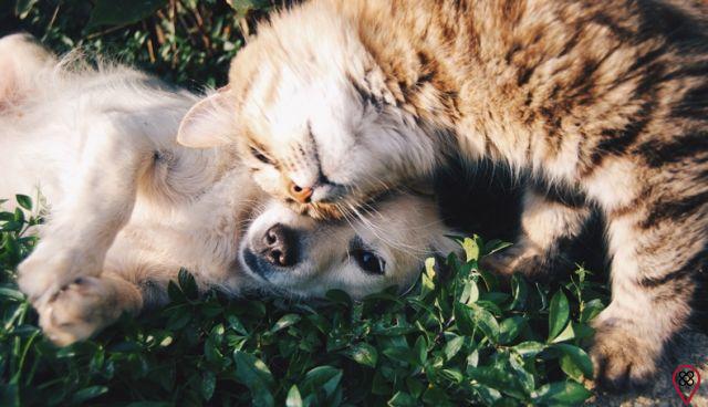 The emotional impact caused by the death of a pet