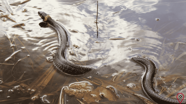 Soñar con serpiente en el agua